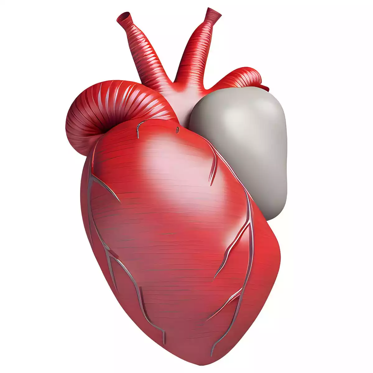 Cardiology Stethoscopes