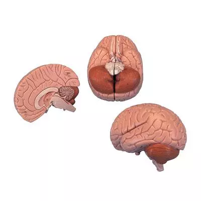  Model brain
