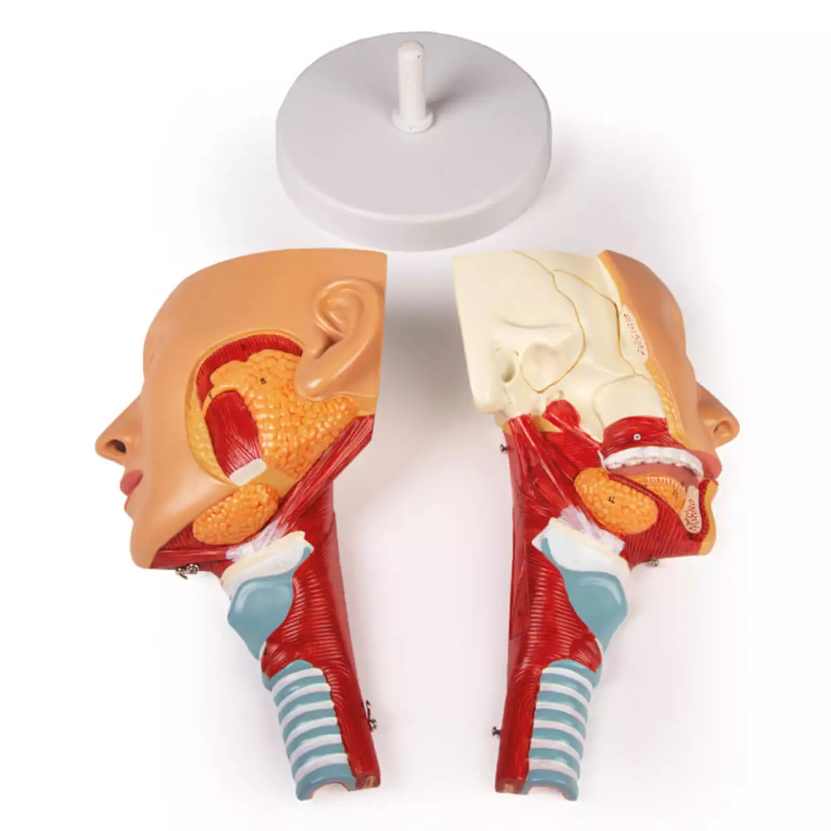  Head model with throat and larynx