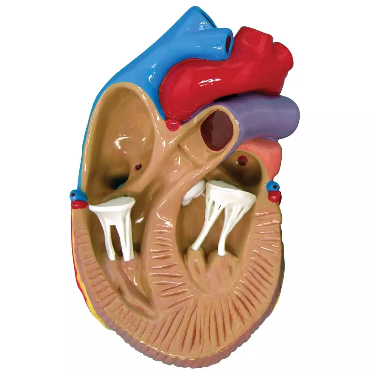  3 Mini Heart Model Set
