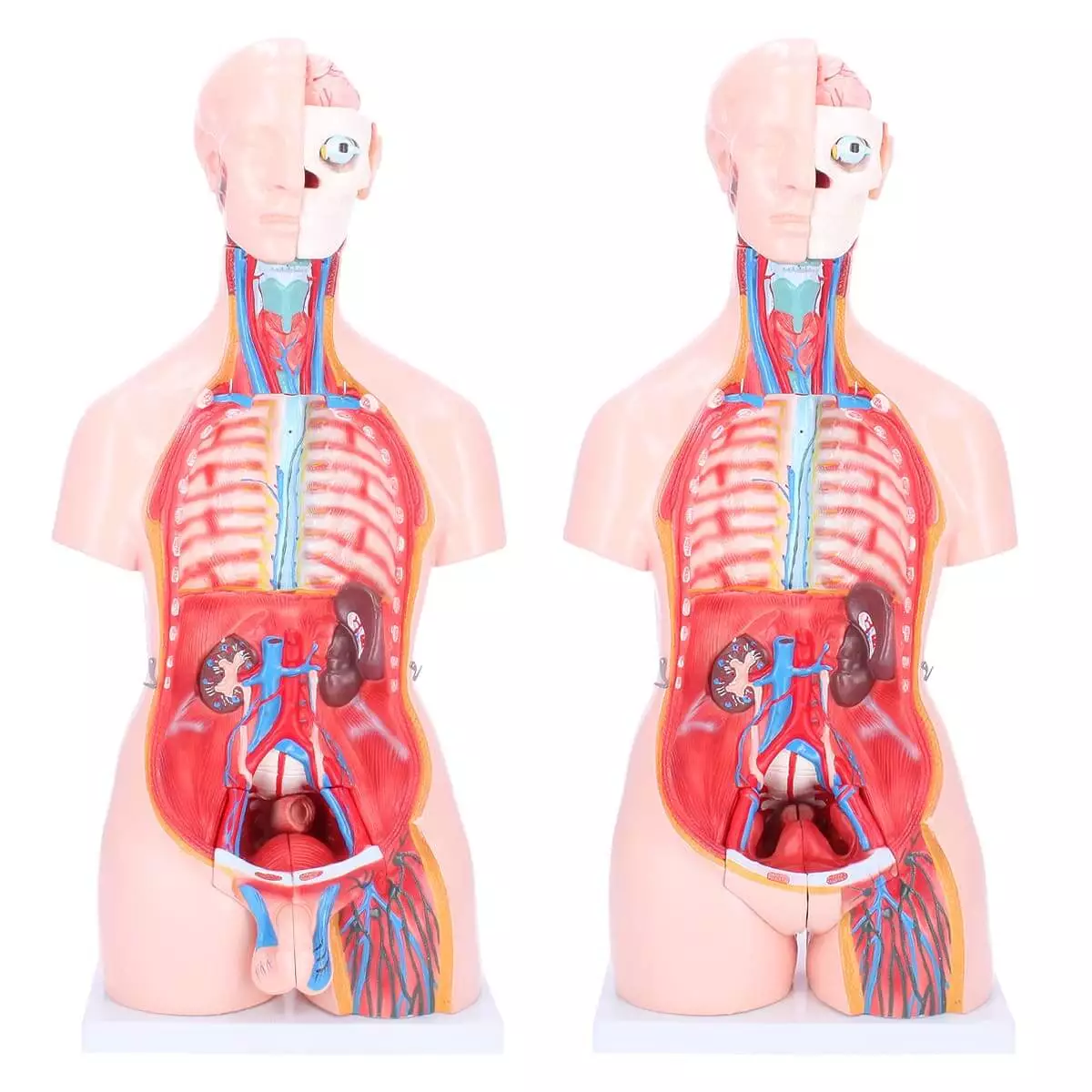  Bisexual model torso
