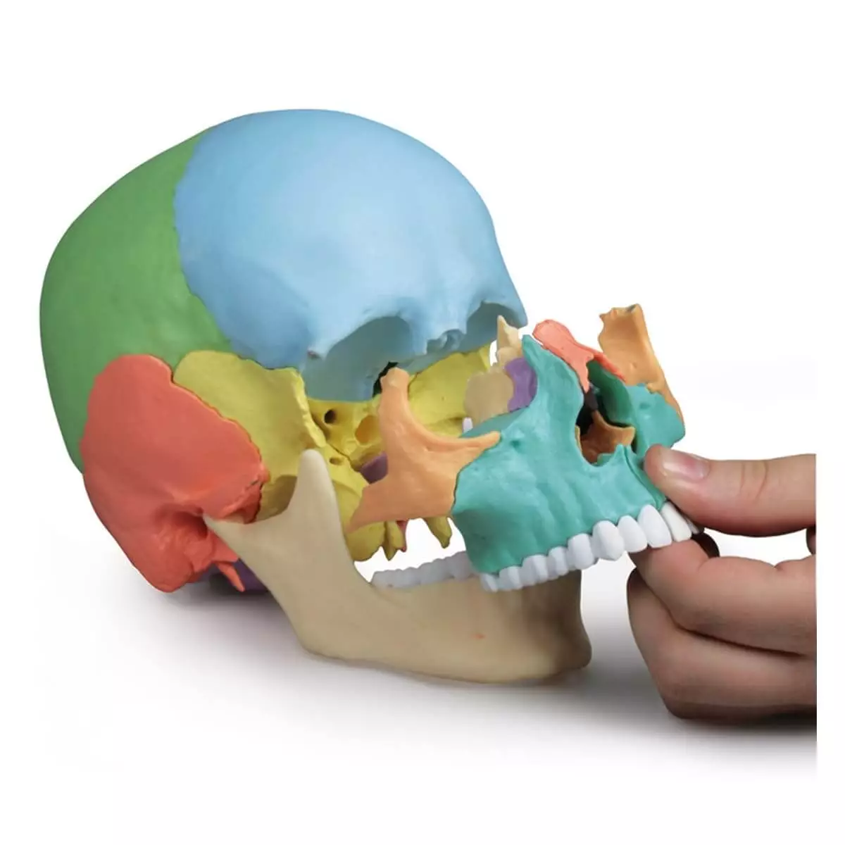  Didactic skull model