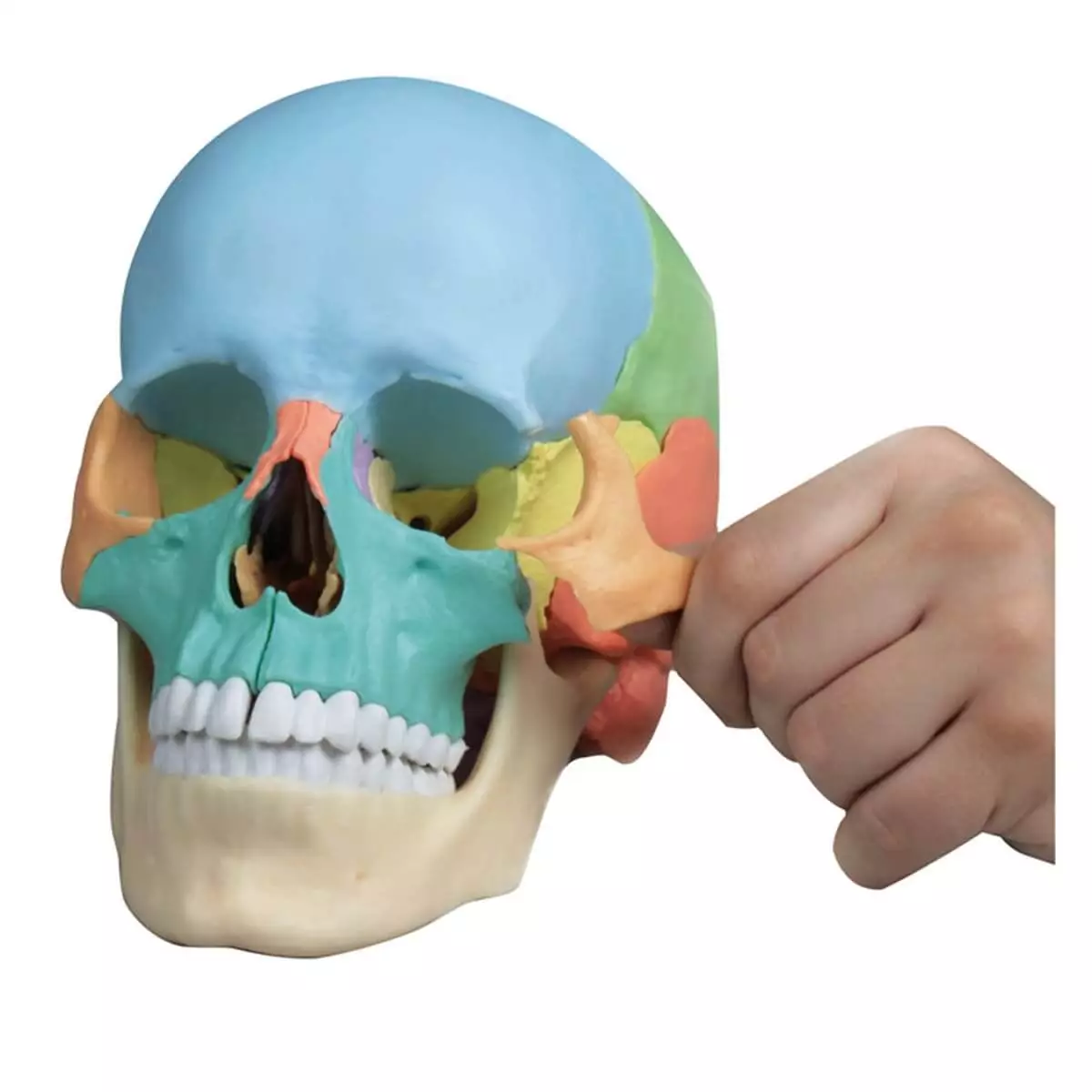  Didactic skull model