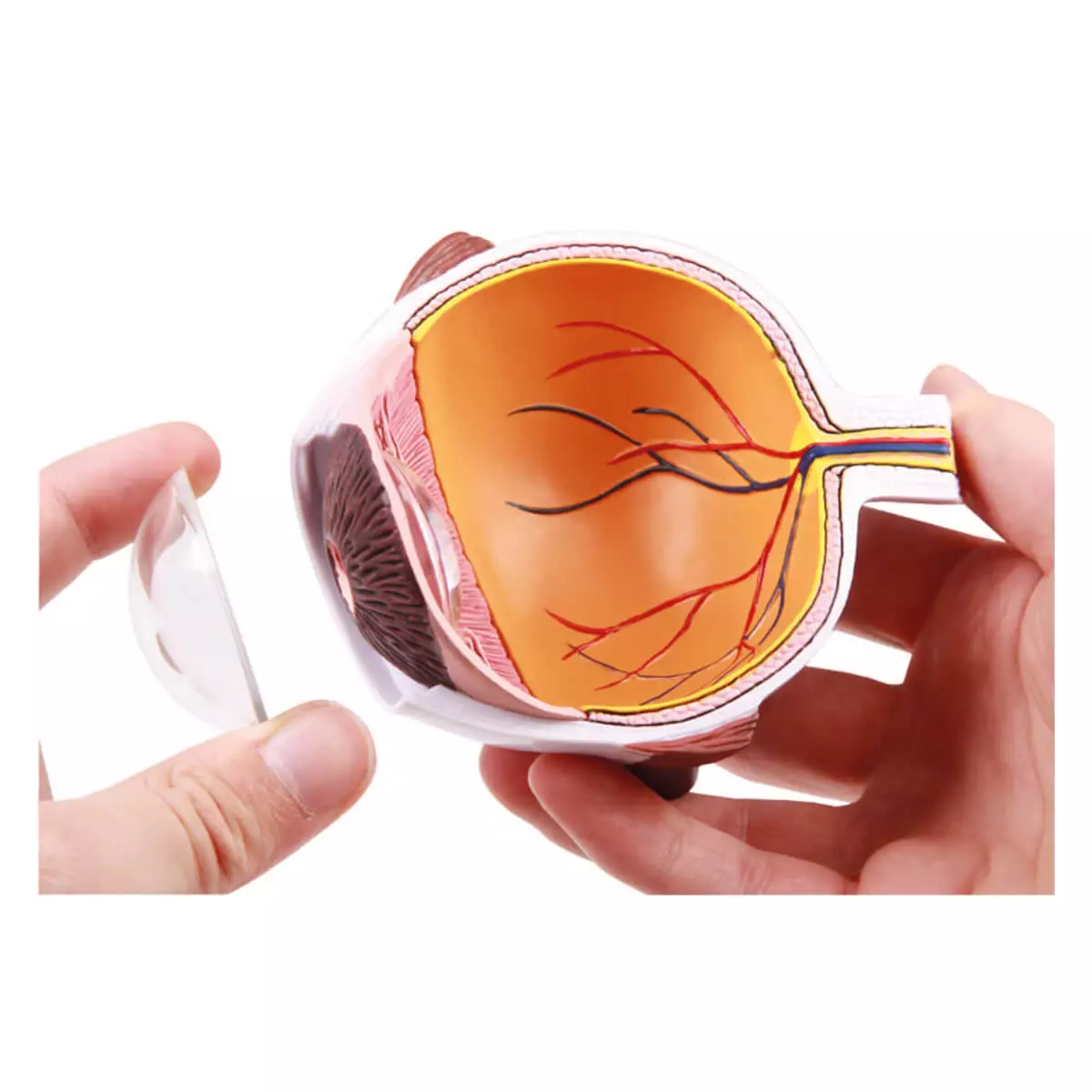  Enlarged cutaway eye - EZ Augmented Anatomy