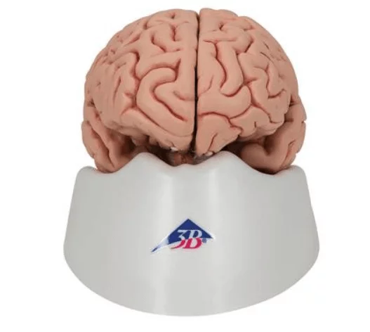  The Classic Brain