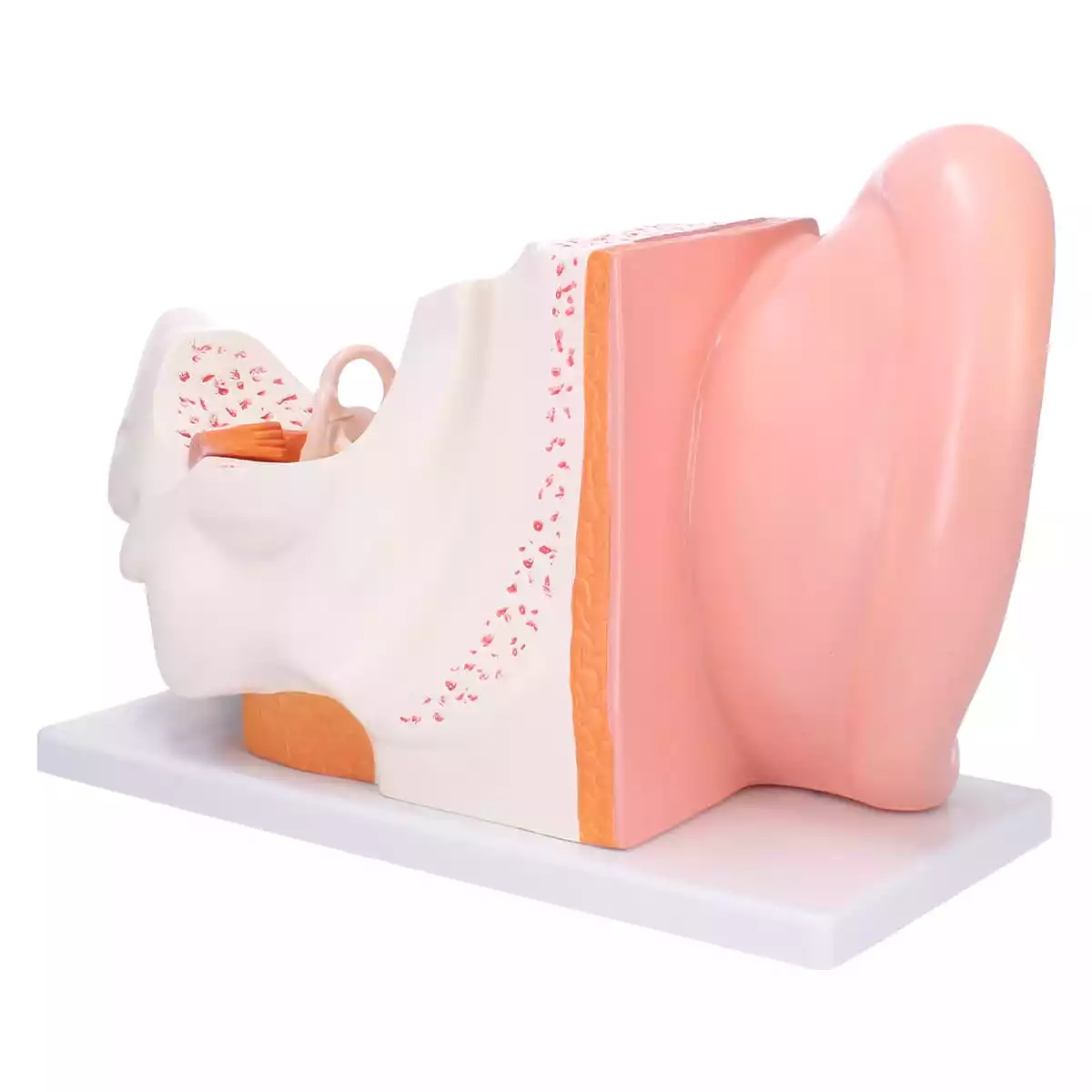  Anatomical ear model