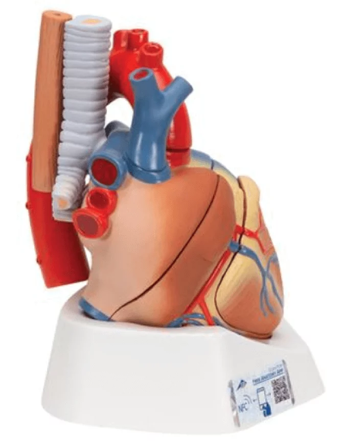  Heart model 7 pieces