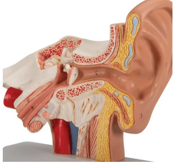  Desk Model of the Ear