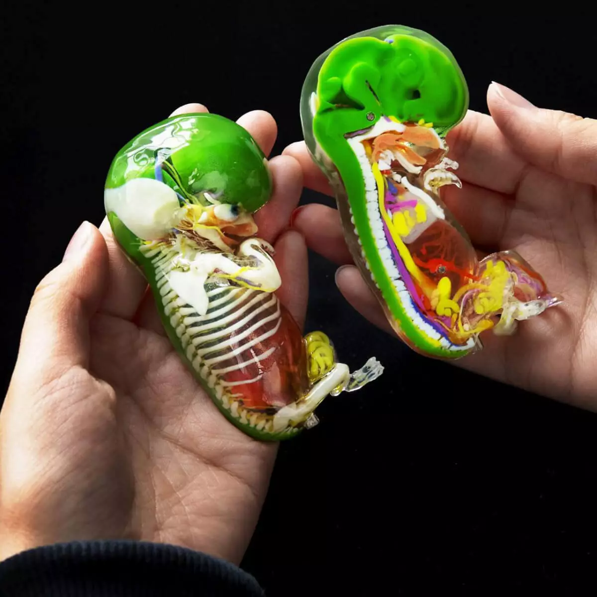 Carnegie stage embryo models Carnegie stage embryo models