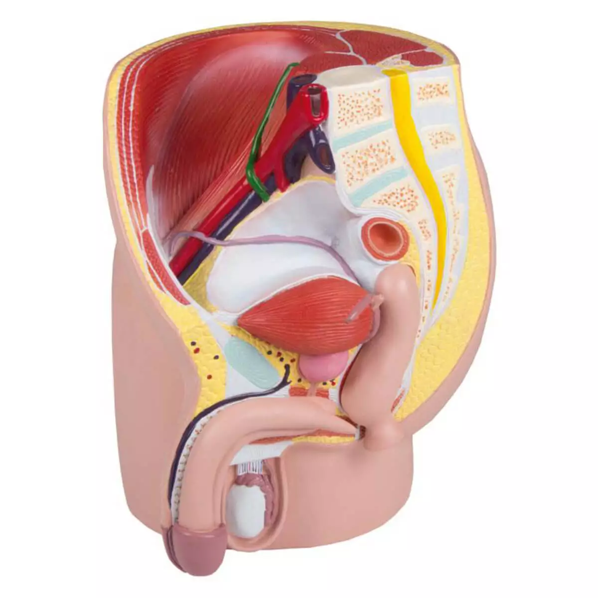  Male pelvis section model