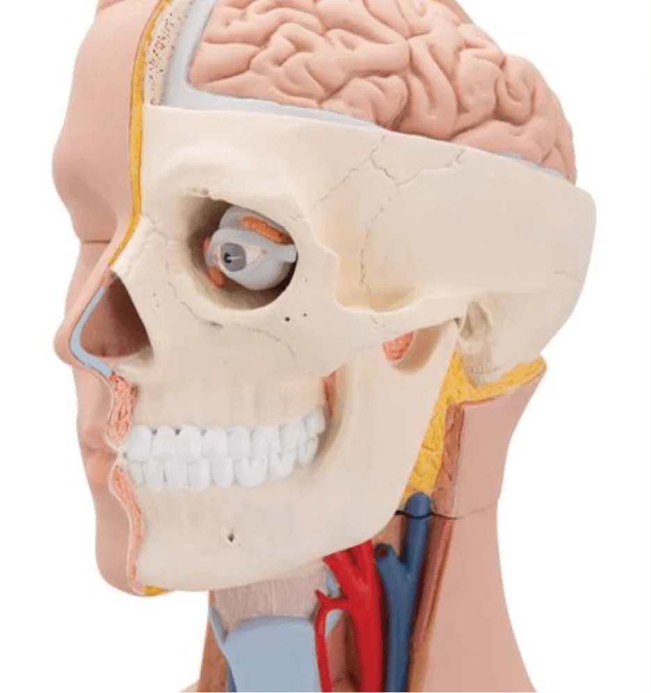  Model Standard torso