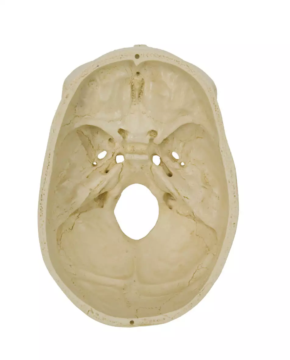  Model Skull
