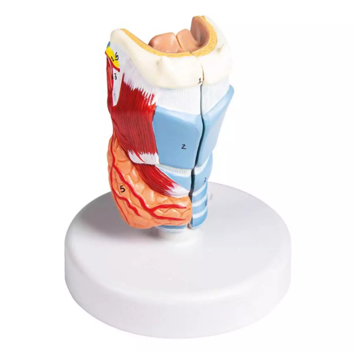  Life size larynx model