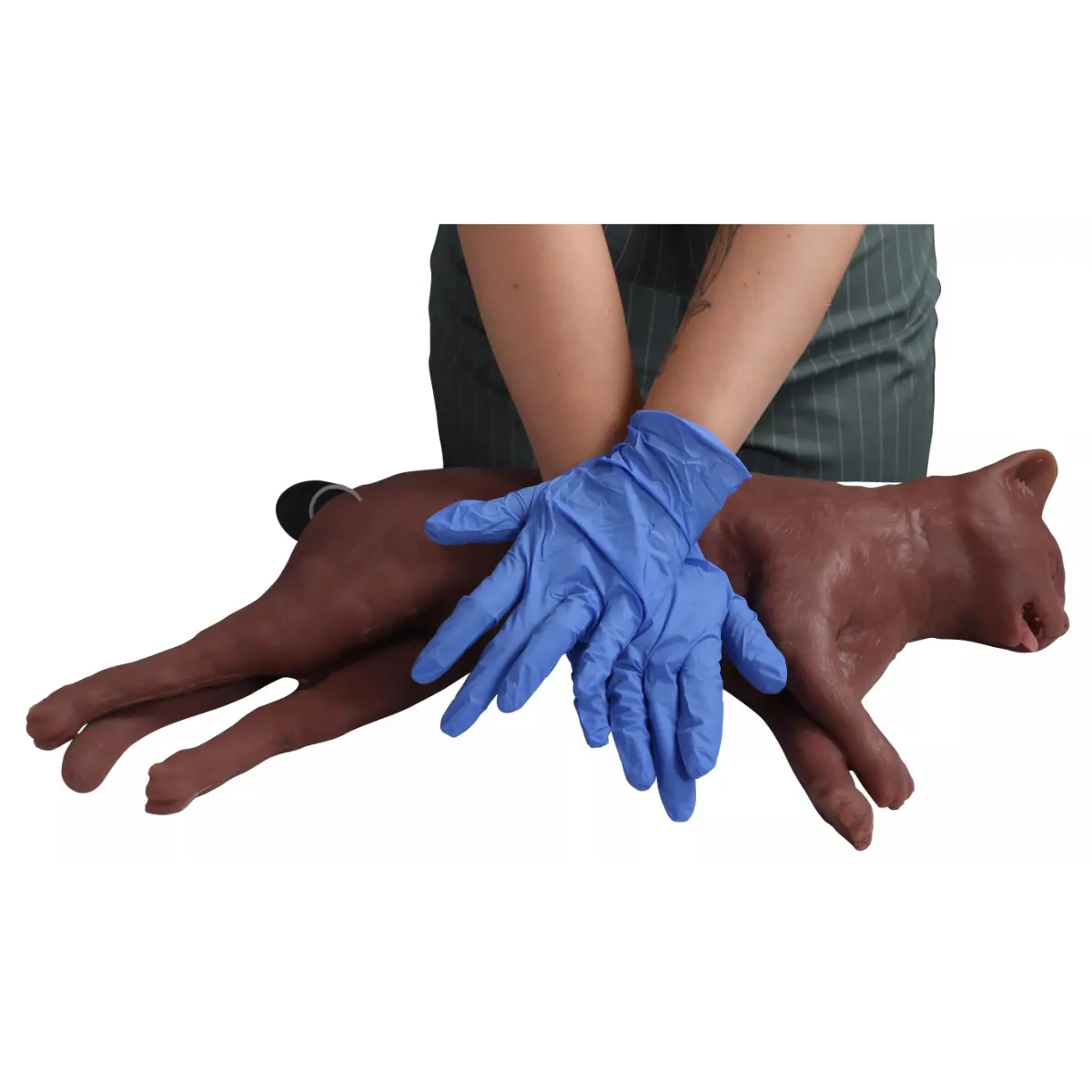 “CaPpeR” feline CPR training manikin “CaPpeR” feline CPR training manikin