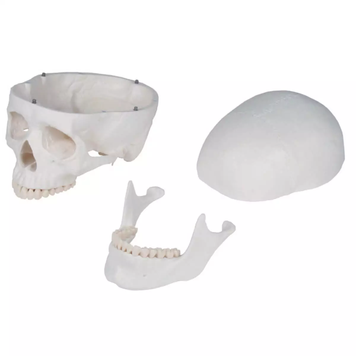  School skeleton "Oscar