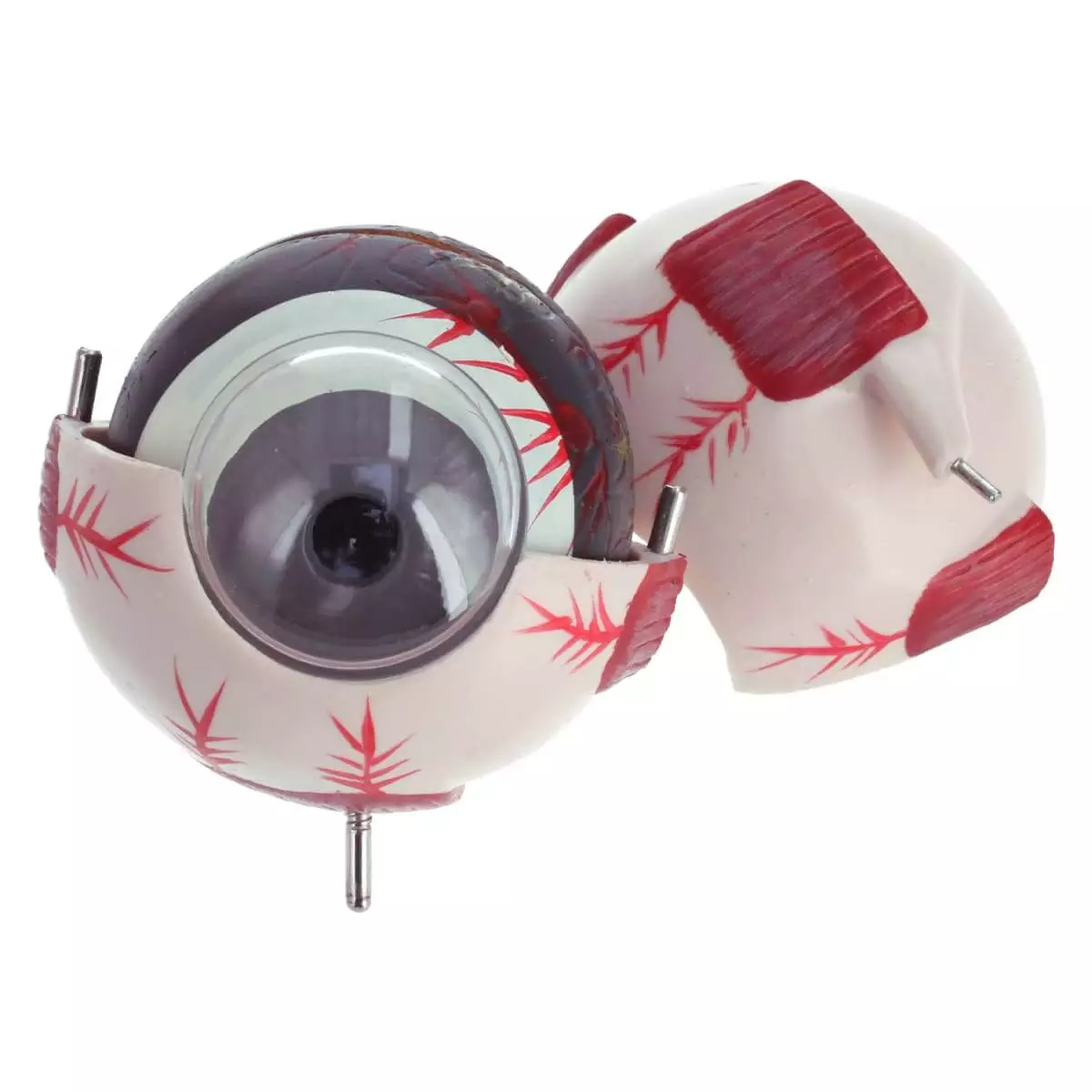  Anatomical model eye