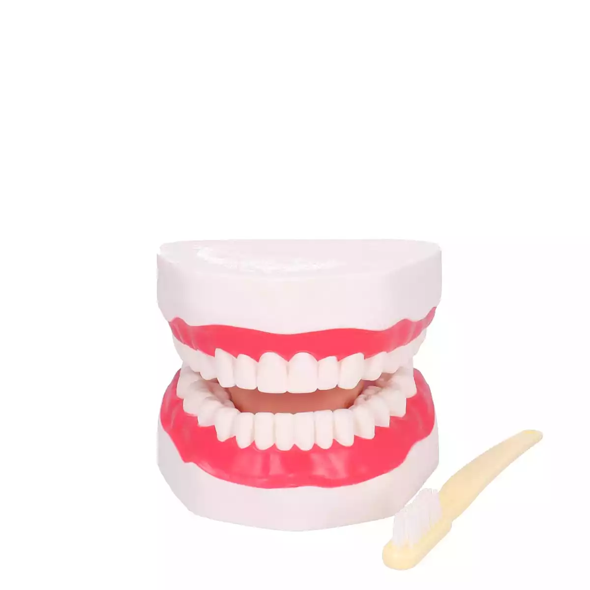  Dental care model with toothbrush