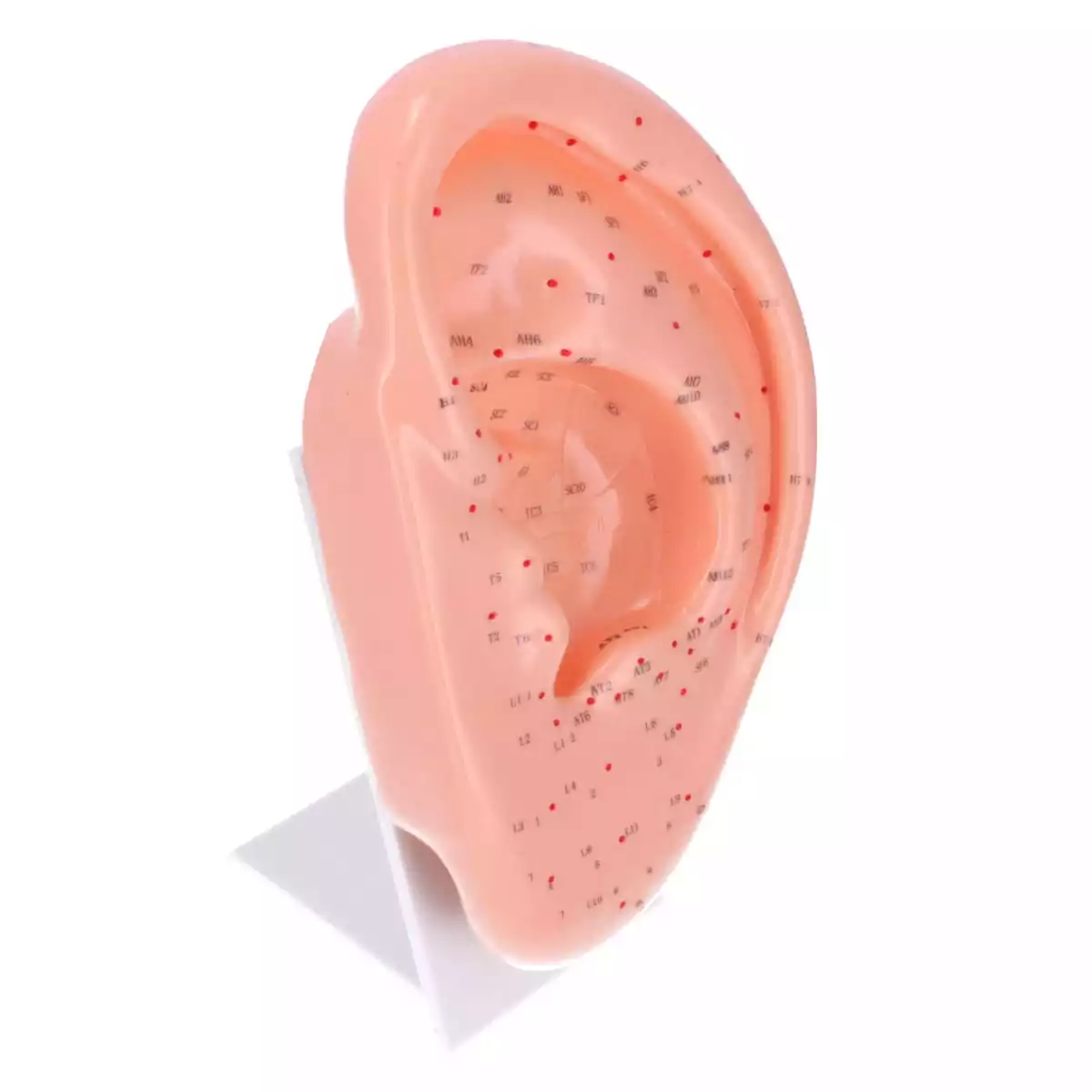  Ear acupuncture model
