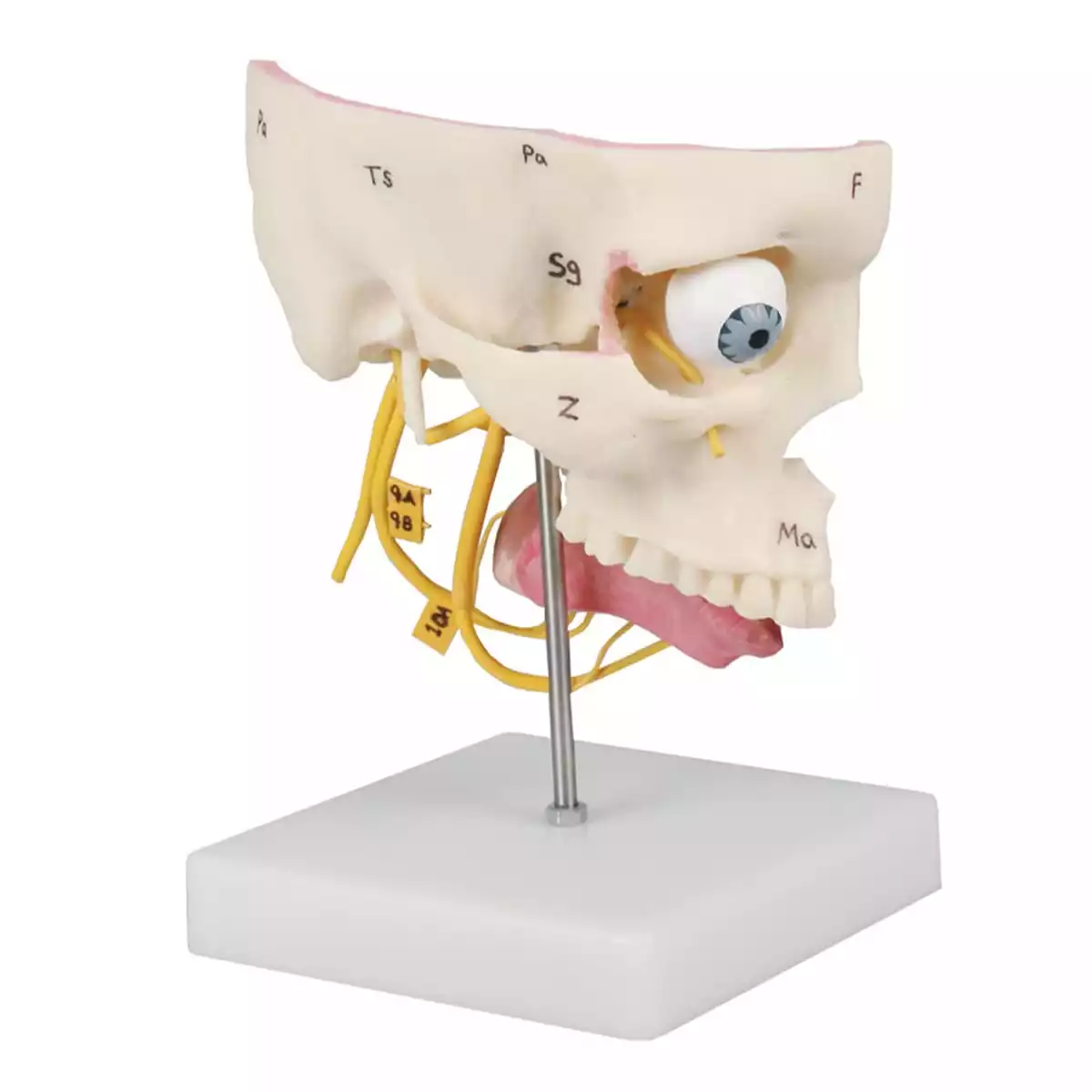  Model sensory organs