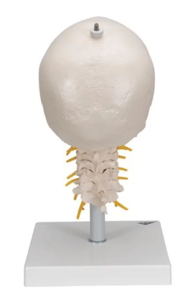  Classic skull with base
