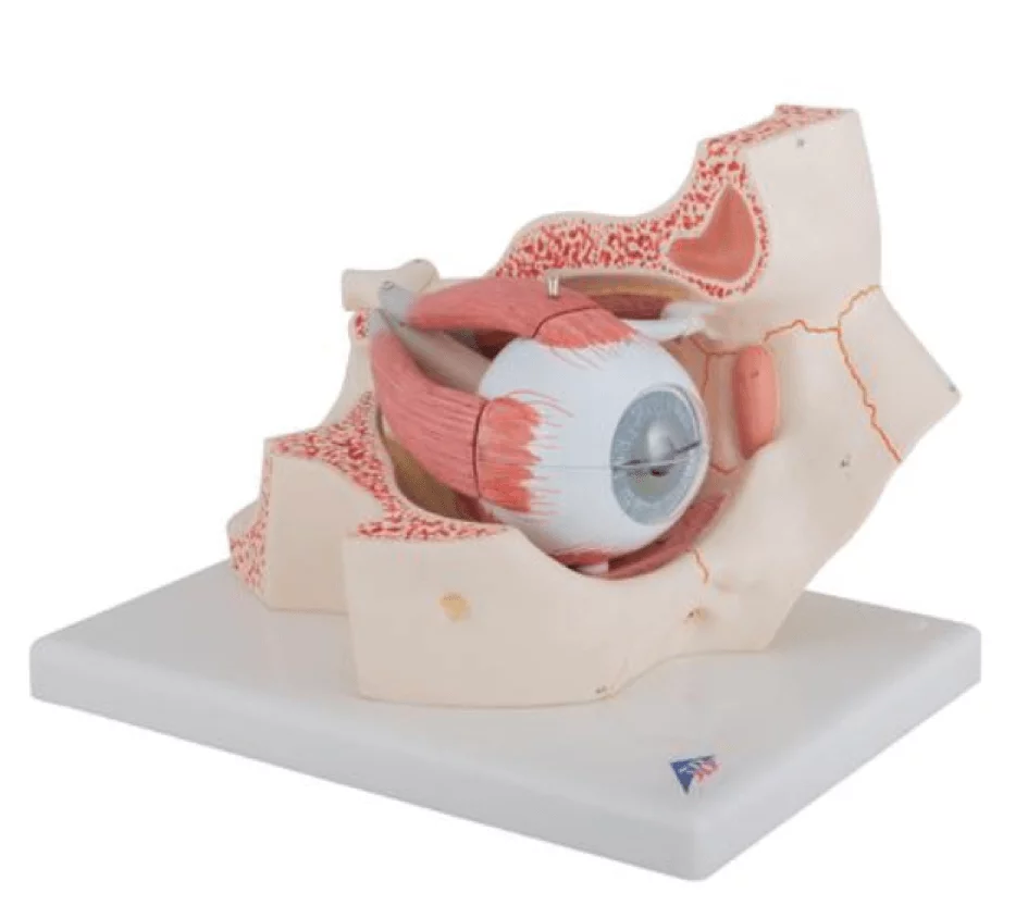  Model eye in eye socket