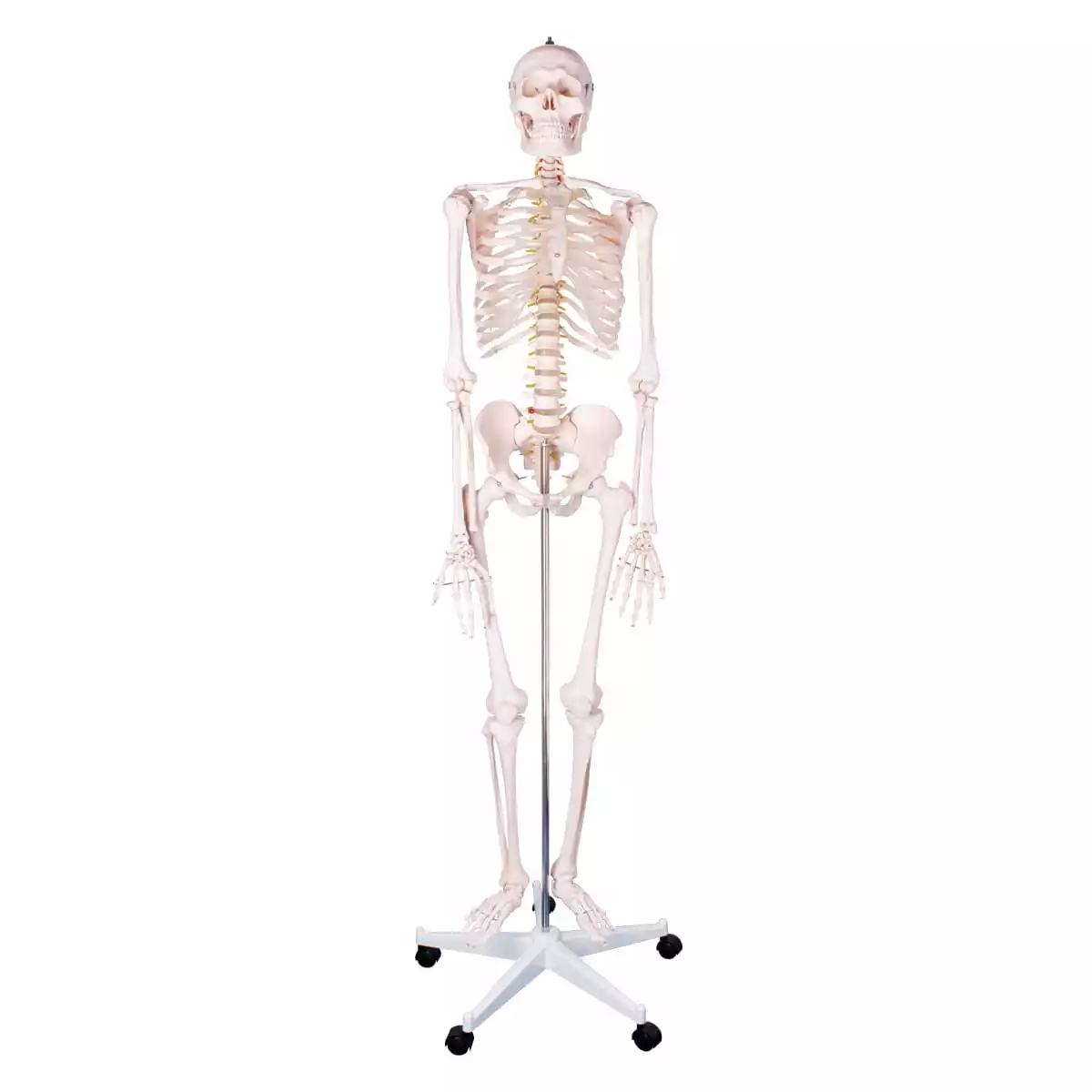  Human skeleton