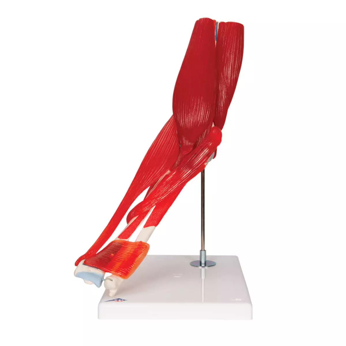  Elbow joint model