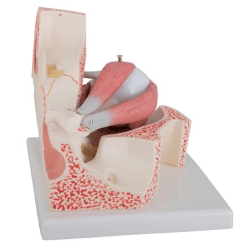  Model eye in eye socket
