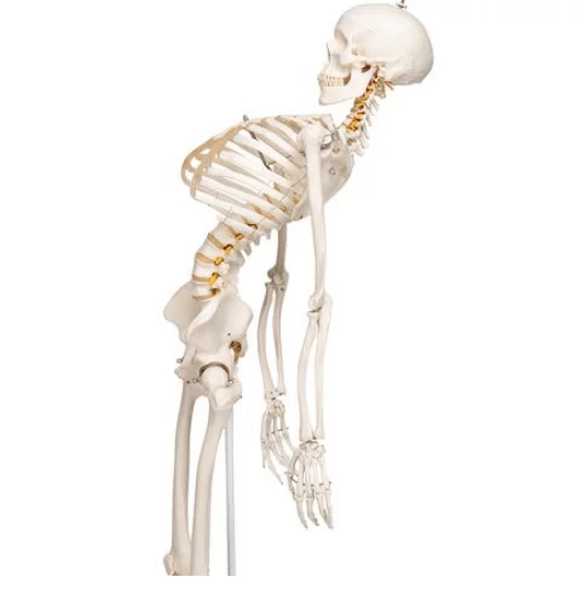  Skeleton Fred