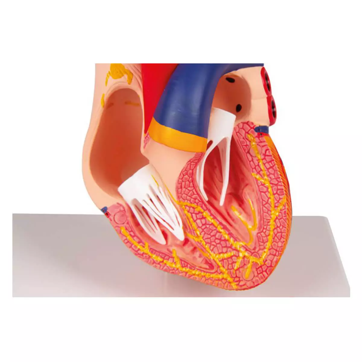  Two-piece heart model with saltatory conduction system