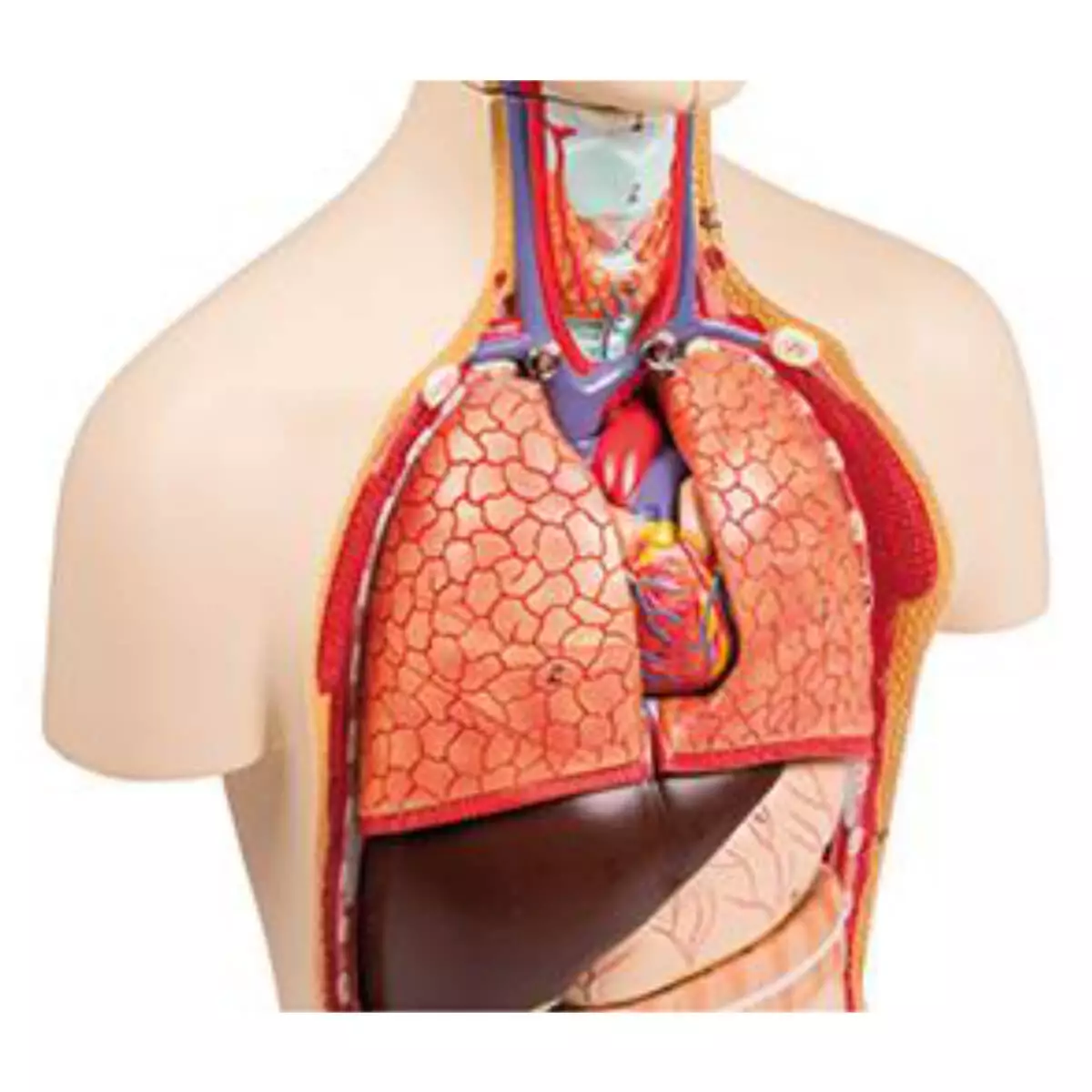 Miniature torso model