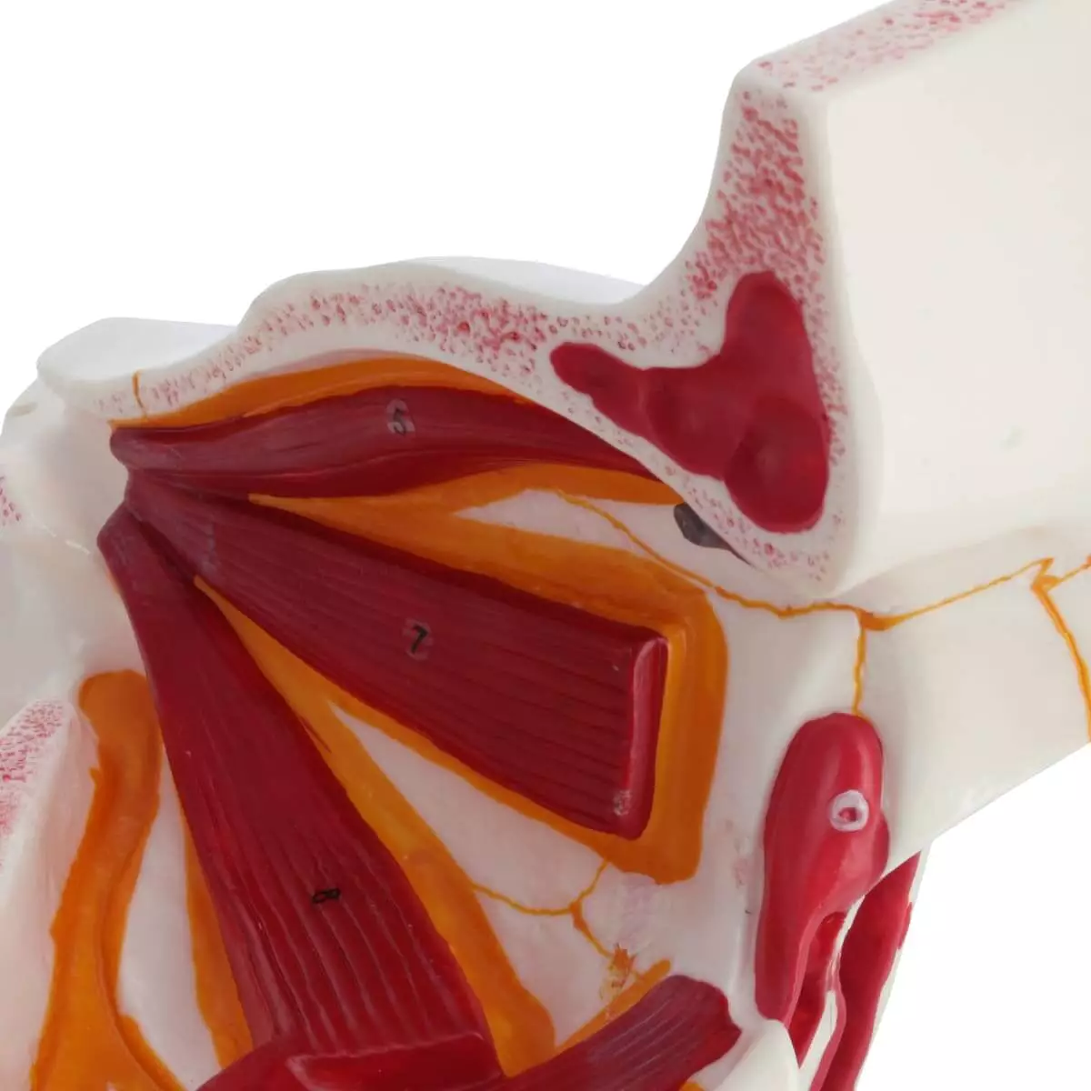  Anatomical model eye