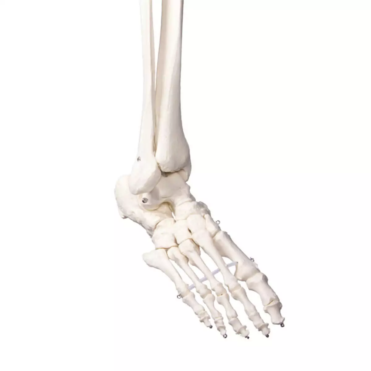  School skeleton "Oscar