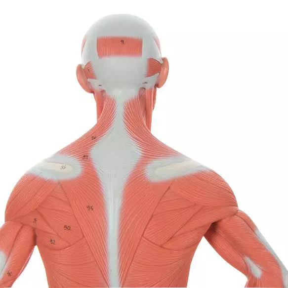  Model muscle figure