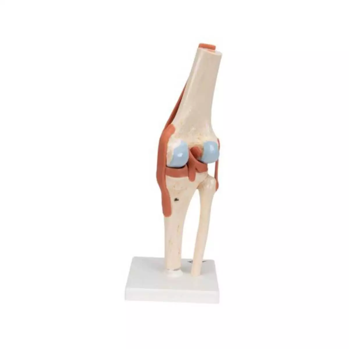  Luxury model knee joint