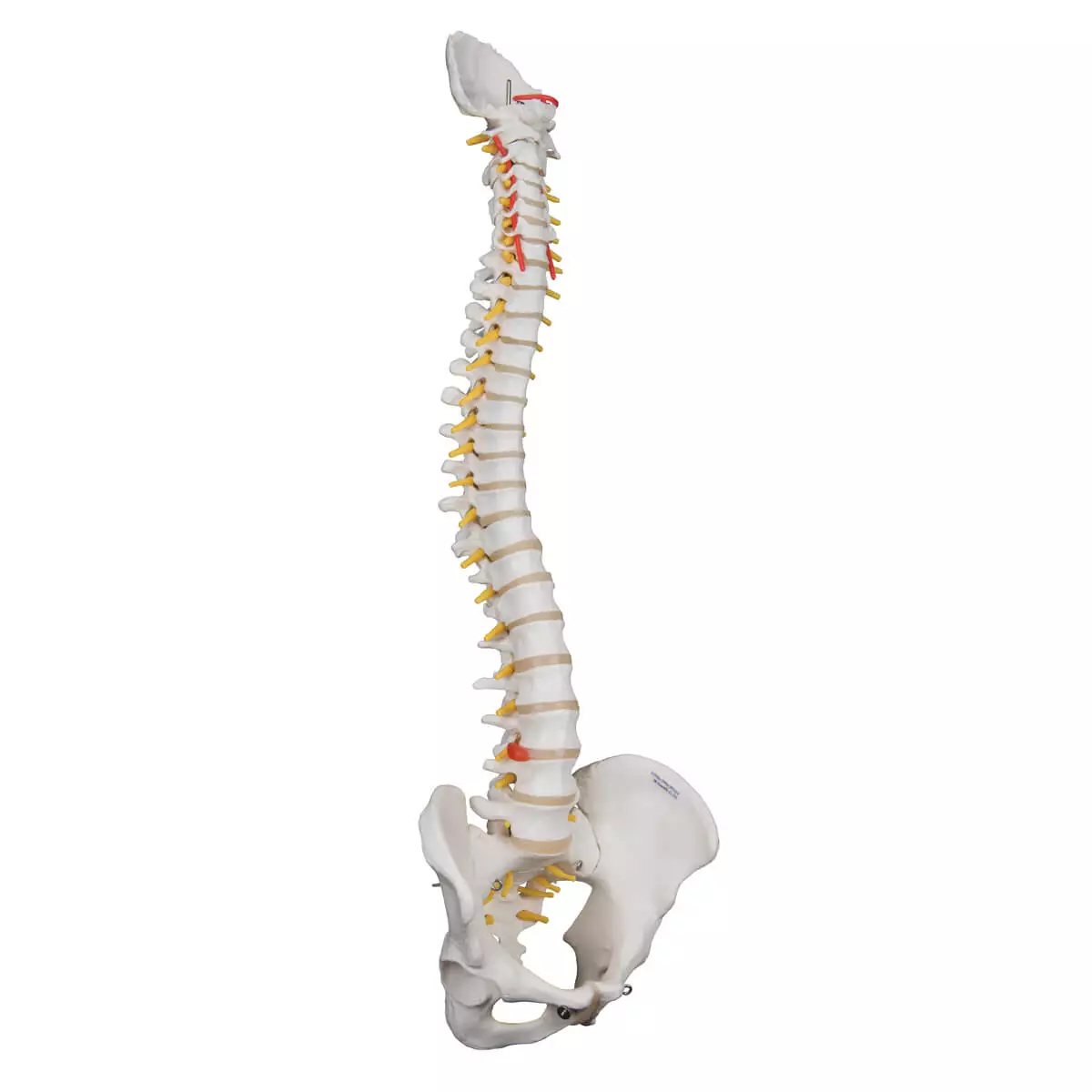 Flexible spine model