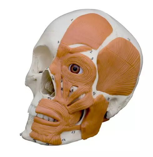  Anatomy skull with facial muscles