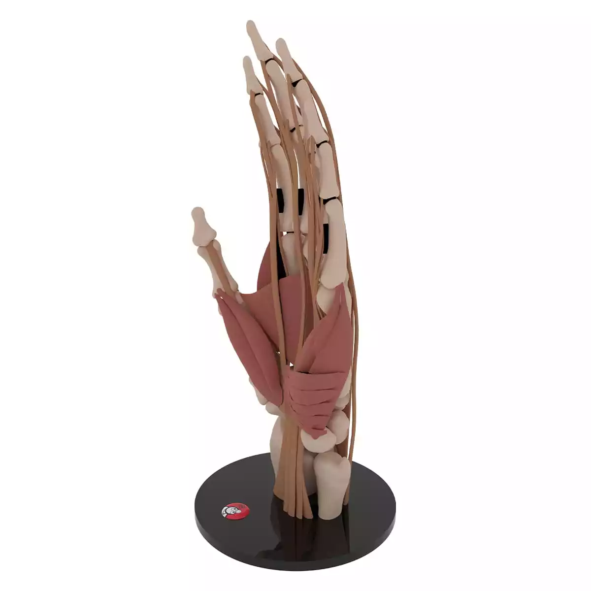  Anatomical hand model "Manus"