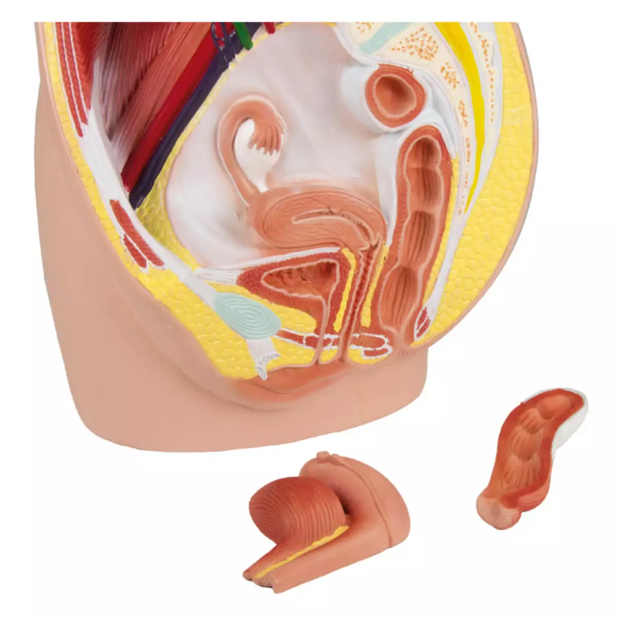  Female pelvis section model