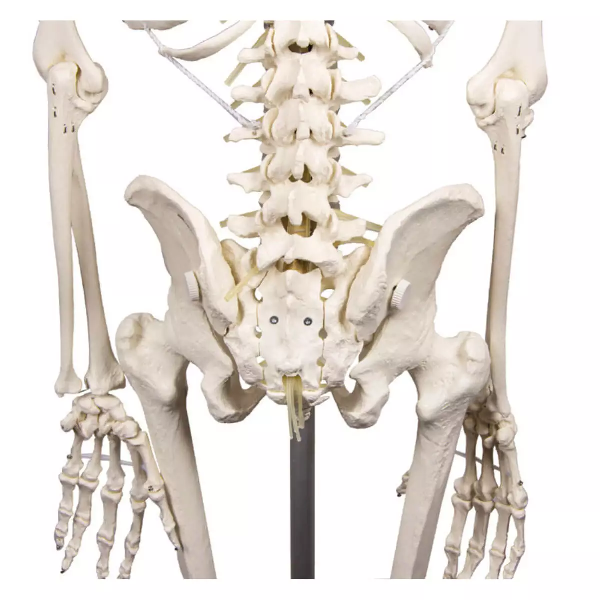  Skeleton "Hugo" with movable spine