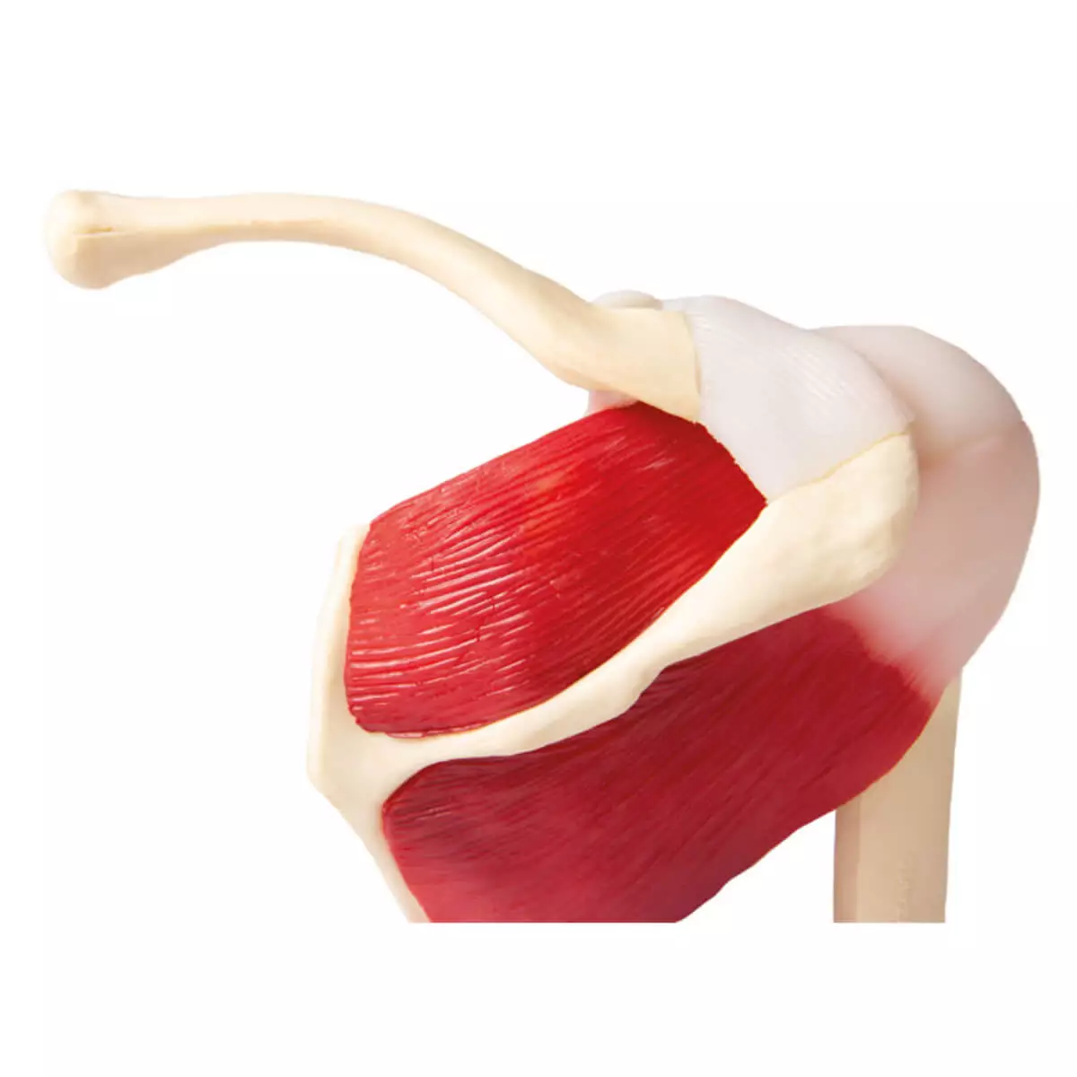  Shoulder joint model with muscles for EZ Augmented Anatomy App