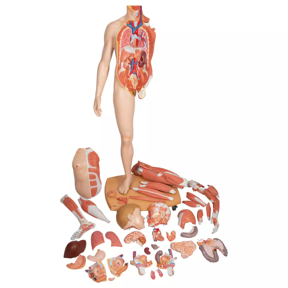  Model life size bisexual muscle figure