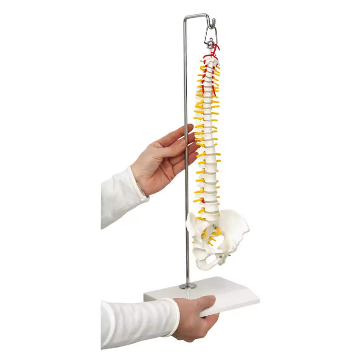  Miniature model spine on hanging stand