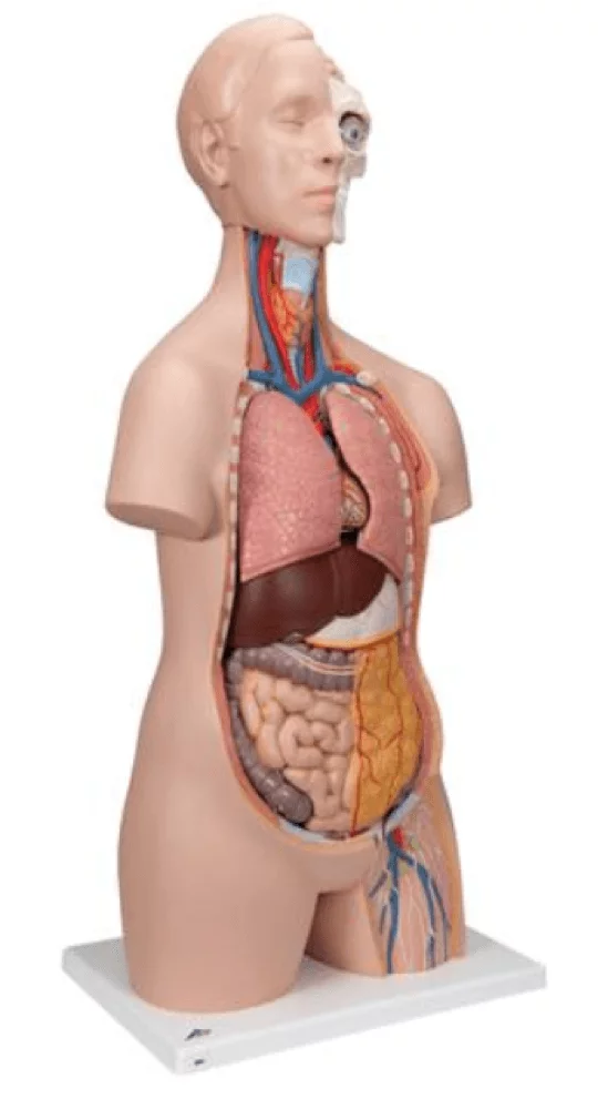  Model Standard torso