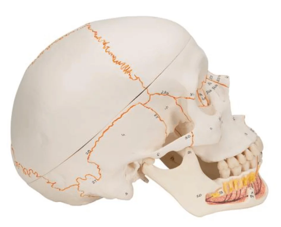 Classic skull