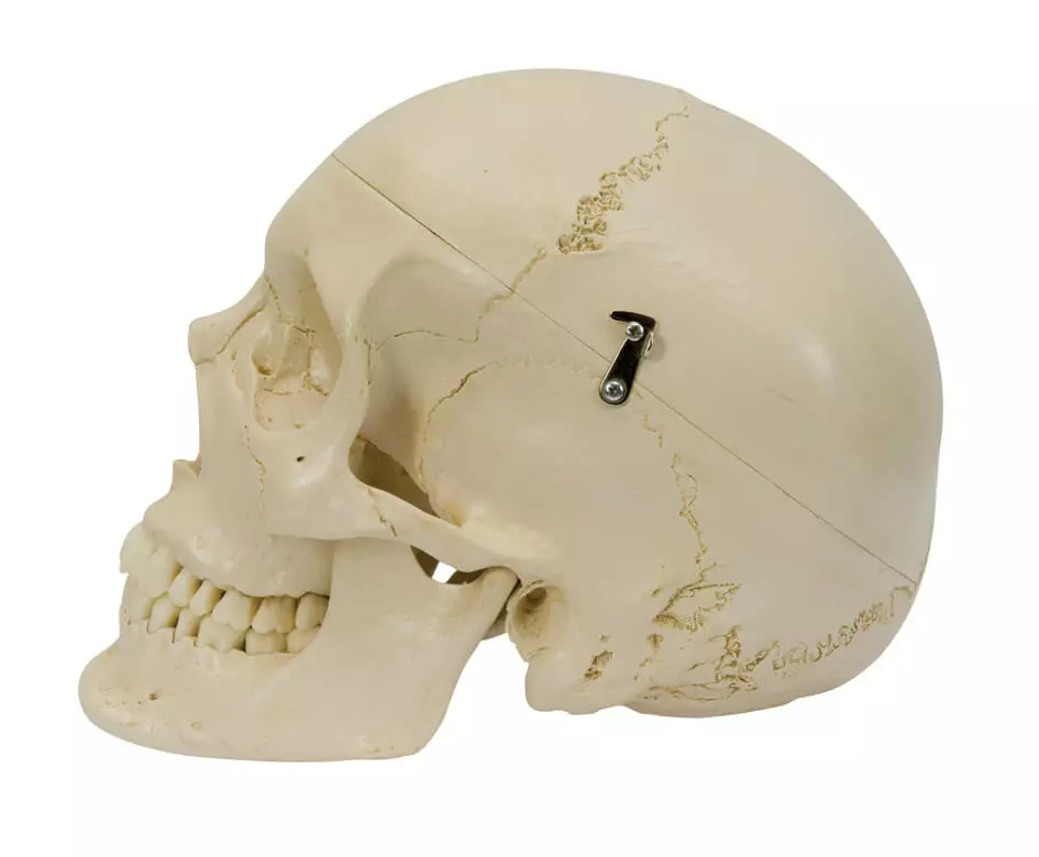  Model Skull