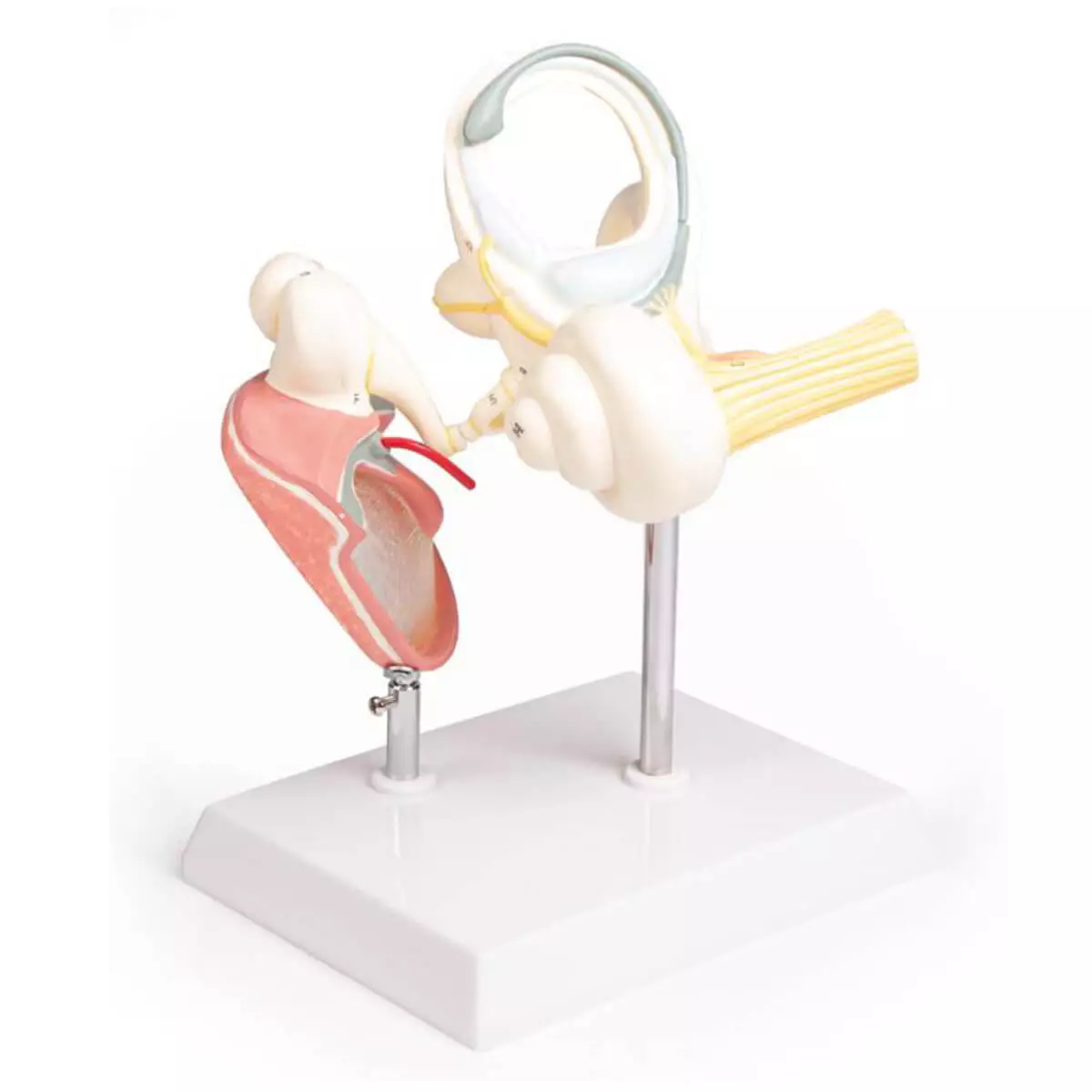  Labyrinth model with ossicles and eardrum