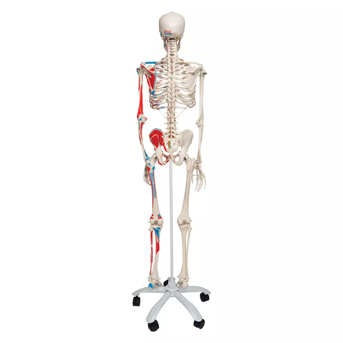  Max muscle skeleton