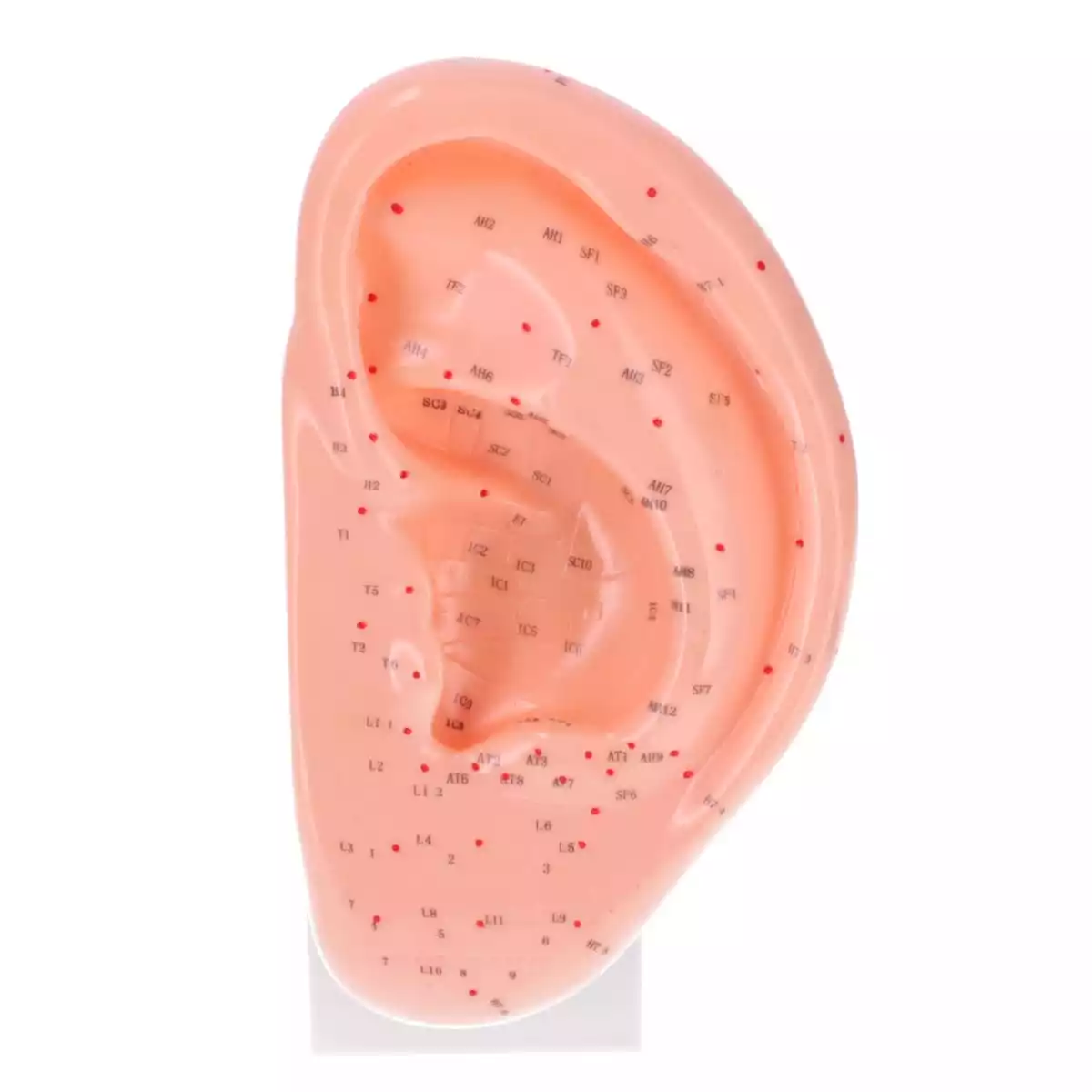  Ear acupuncture model