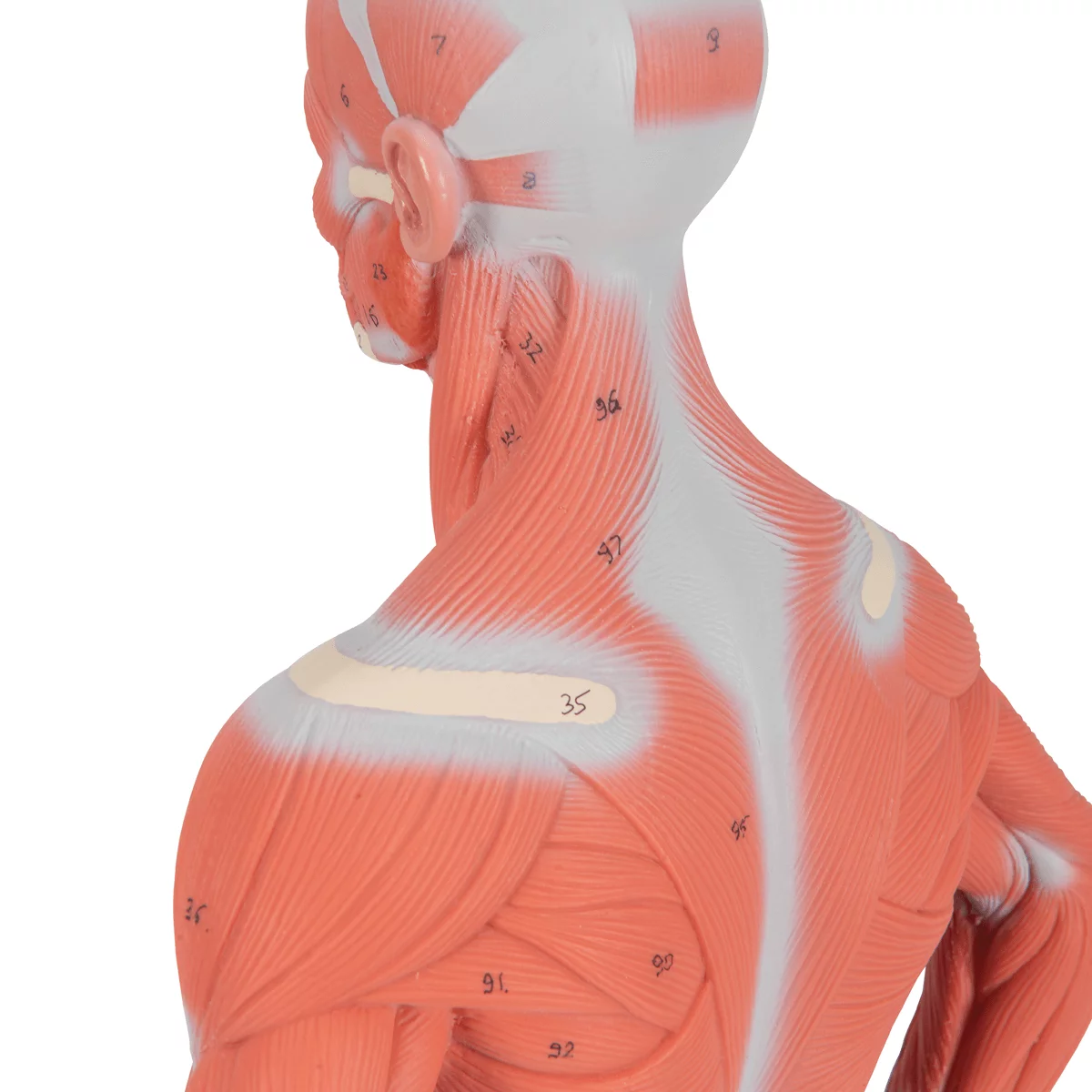  Model muscle figure